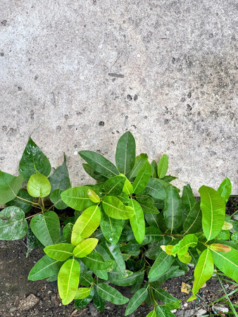 a photography of a plant with green leaves growing in the ground.の写真素材