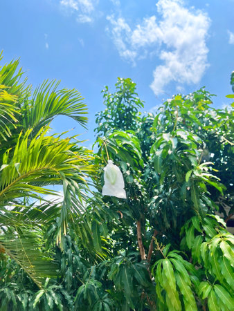 a photography of a white flower in a tree with a blue sky in the background.の写真素材