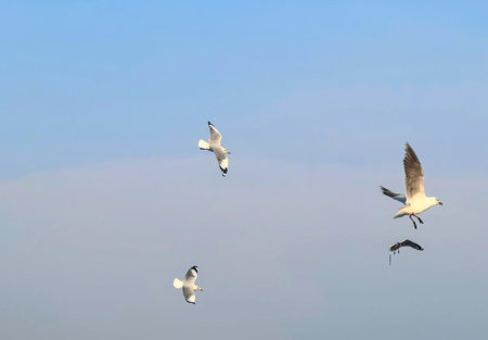 a photography of a flock of seagulls flying in the sky.の写真素材
