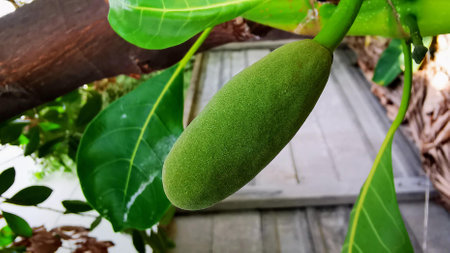 a photography of a green fruit hanging from a tree branch.