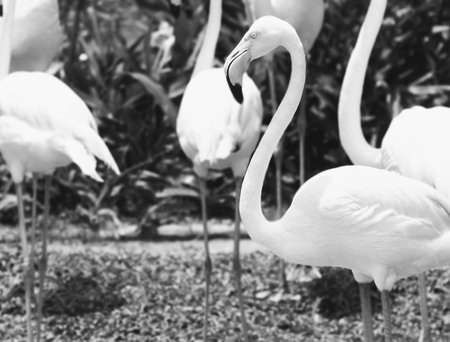 a photography of a flock of flamingos standing in a field.の写真素材