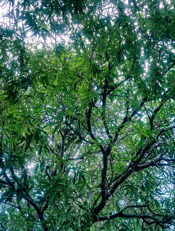 a photography of a tree with a bunch of leaves on it.