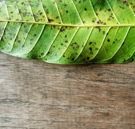 a photography of a leaf with black spots on it.