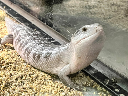 a photography of a lizard sitting on gravel next to a glass.