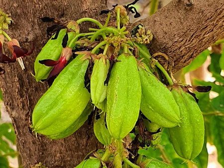 a photography of a bunch of green fruit hanging from a tree.の写真素材