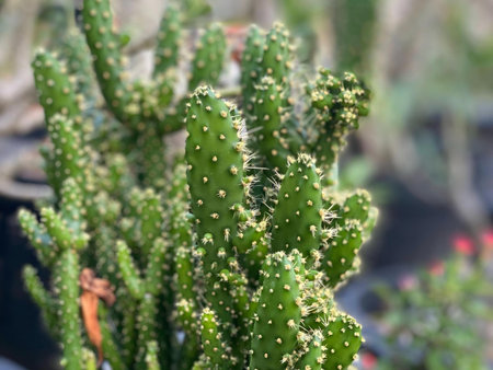 a photography of a cactus plant with small white flowers.の写真素材
