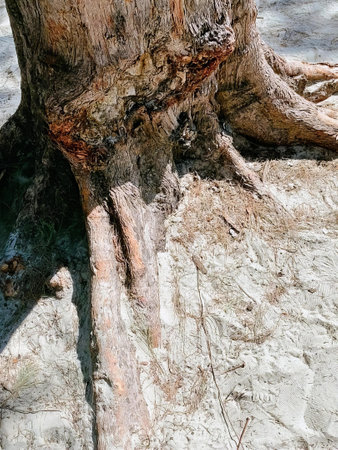 a photography of a tree trunk with a hole in it.の写真素材