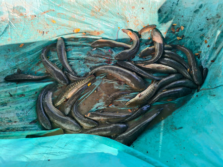 Numerous live snakehead fish gathered on a blue tarp after a successful catch. The fish are...
