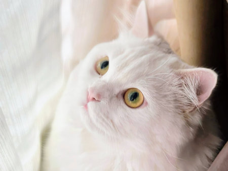 A white cat with green eyes