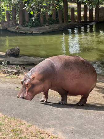 A large, brown hippopotamus stands by a calm green pond on a sunny day. Its massive body and wet...