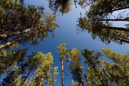 Trees and blue skyの写真素材