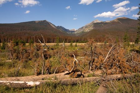 dead trees lying under the high mountainsの写真素材