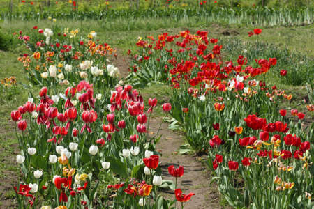 Field of various tulips in the garden の写真素材