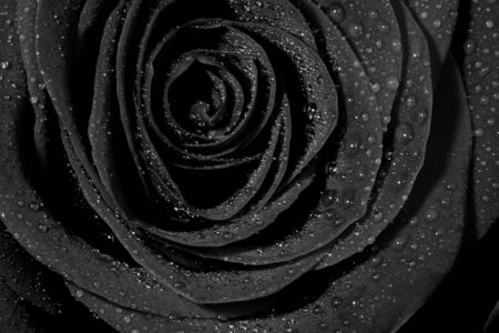 Macro image of monochrome rose with water dropletsの写真素材