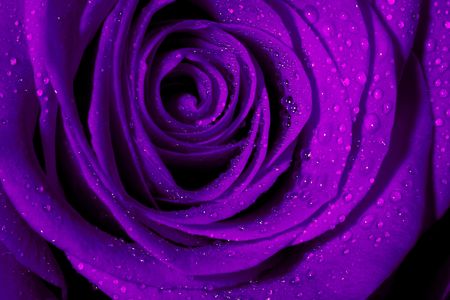 Macro image of dark purple rose with water dropletsの写真素材
