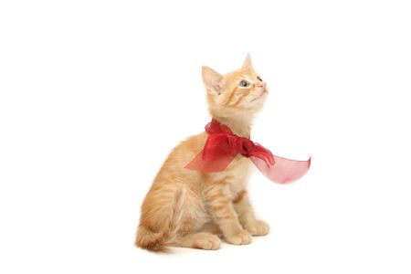 Ginger kitten tied in red bow as a gift isolated on white backgroundの写真素材