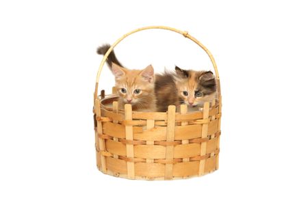 Two kittens in basket isolated on white backgroundの写真素材