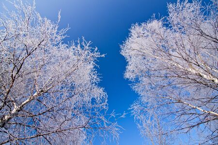 White frozen trees and blue skyの写真素材
