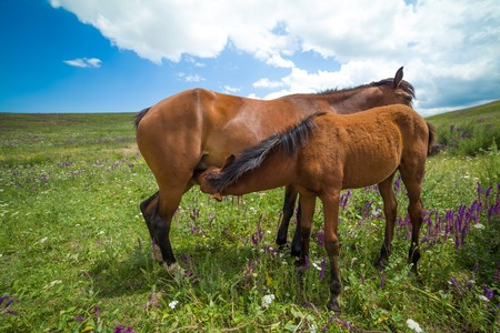 bay horse feeding foal on grasslandの写真素材