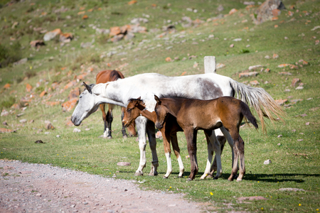 Grey horse and two foals on the grassの写真素材
