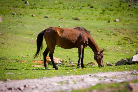 Pasturing bay horse in summerの写真素材