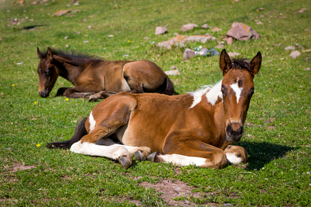 Cute colts lying on green grassの写真素材