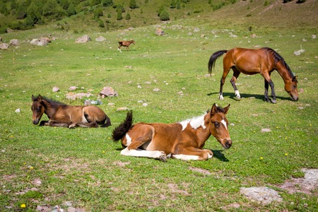 Horses on th pasture and colts lying on the grassの写真素材