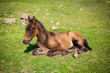 Cute foal lying on the grassの写真素材