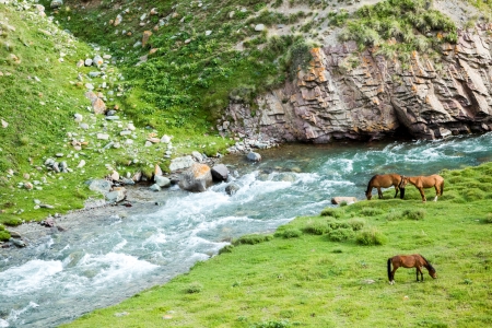 Three grazing horses near the river and rocksの写真素材