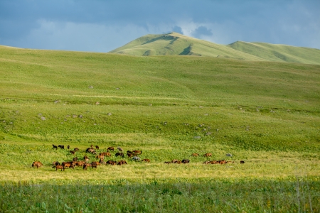 Big herd of horses on shiny green grassの写真素材