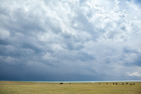 Group of horses pasturing under stormy clouds near lakeの写真素材