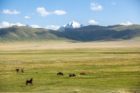 Horses feeding grass in the mountainsの写真素材