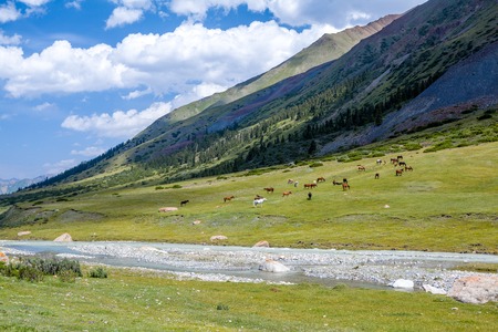 Large group of horses grazing near river in mountainsの写真素材