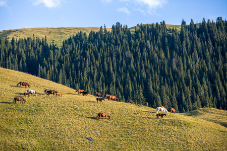 Large herd of horses grazing at sunset in mountainsの写真素材