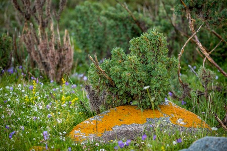 Green plant. Close-upの写真素材