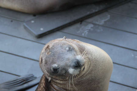Cute winking seal