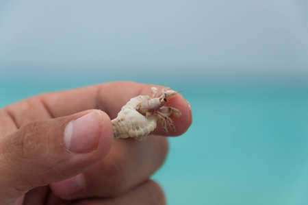 Maldives are full of hermit crabs on the beach which get scared quite easy but if you stay still they come out and start crawling  They are really funny dragging the big seashell behind them  If you hold them for too long they start fighting back bitting の写真素材
