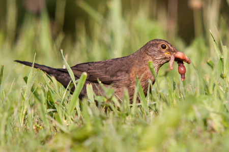 A juvenile female common blackbird (Turdus merula) catching prey (earthworms Lumbricus terrestris) in a green grass meadow.の写真素材