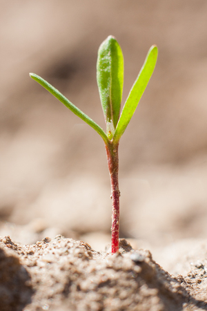 New life in the spring, young leaves of a plant growing out of the dry soil in the garden or field.の写真素材