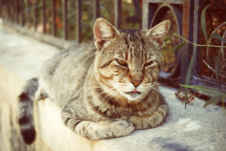 Cat Lying on Border at Summer in Greeceの写真素材