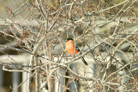 Bullfinch on the Tree. Red Bird. Russia. Winter.の写真素材