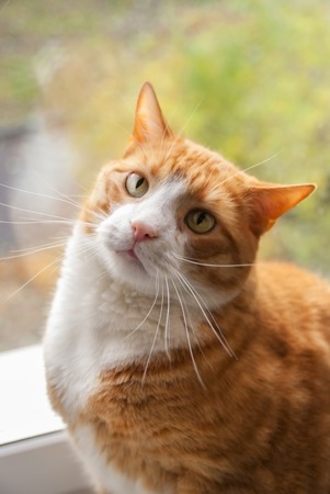 Attentive Red Cat with Green Eyes and Long Whiskersの写真素材
