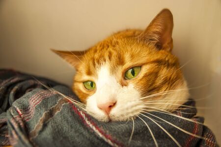 Red cat with green eyes, wrapped in a blue scarf.の写真素材