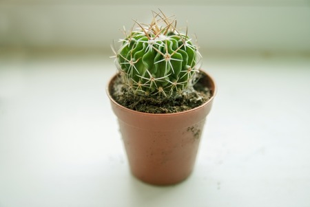 small indoor cactus in a pot on the windowsill.の写真素材