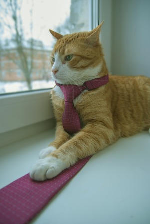 Business Red Cat in Red Tie sitting at the windowsill.