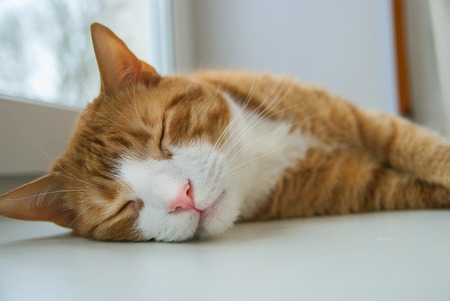 Sleeping Cute Red Cat lying at windowsill.の写真素材