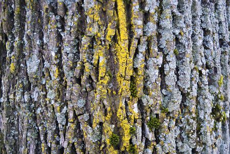 old wood tree bark texture with green moss.の写真素材