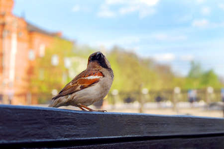 Sparrow on the Bench in a town summer sunny day. Photo of city bird with copyspace