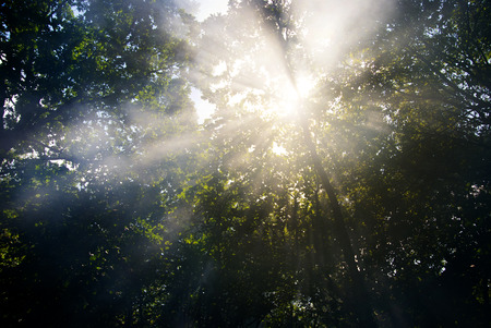 Sun Rays in the Green Forest .の写真素材