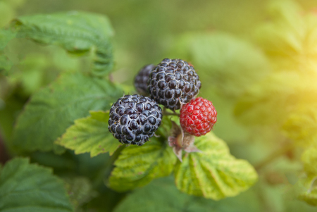 Black raspberries on a brunch. green backgroundの写真素材